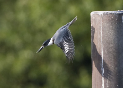 BELTED KINGFISHER