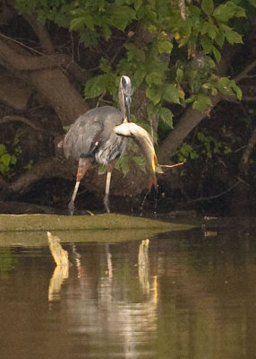 GREAT BLUE HERON & VERY LARGE CATCH