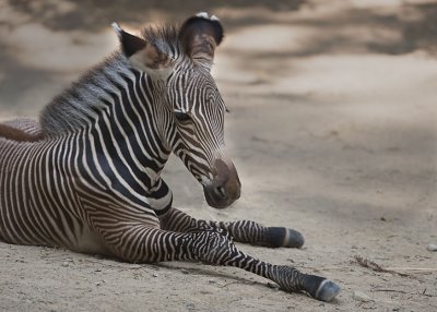 GREVY'S ZEBRA  - 2 weeks old