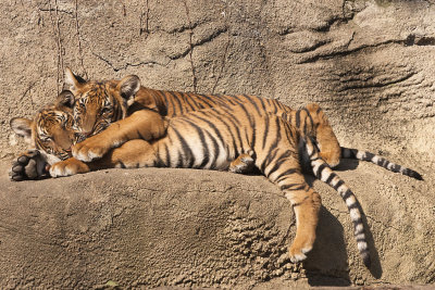 MALAYAN TIGER CUBS