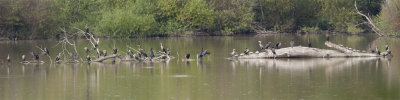 DOUBLE-CRESTED CORMORANTS - a 3 image panorama