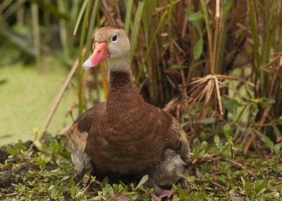 JUVENILE BLACK-BELLIED WHISTLING DUCK, UNDER WING