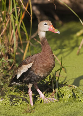 BLACK-BELLIED WHISTLING DUCK