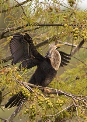 ANHINGA