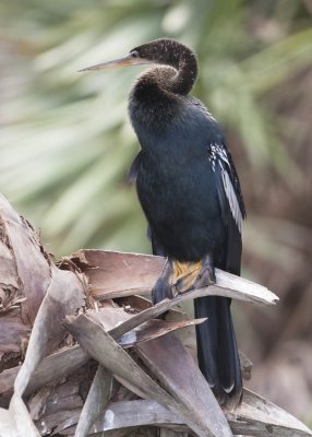 ANHINGA