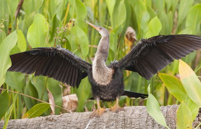 ANHINGA