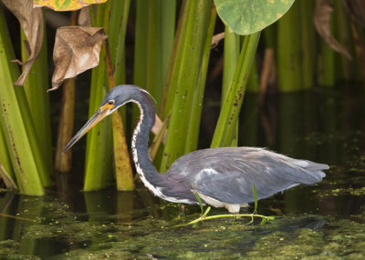 TRICOLORED HERON