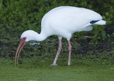 WHITE IBIS