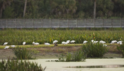 WHITE IBIS