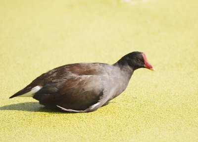 COMMON MOORHEN