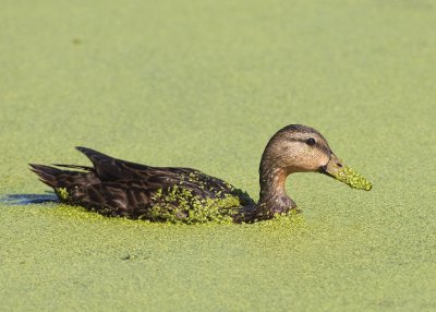 MOTTLED DUCK