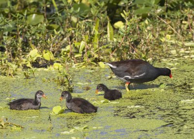 COMMON MOORHEN with CHICKS