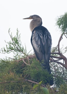 ANHINGA