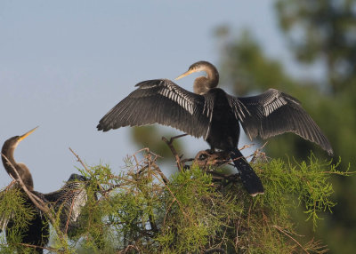 ANHINGA