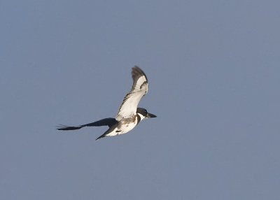 BELTED KINGFISHER