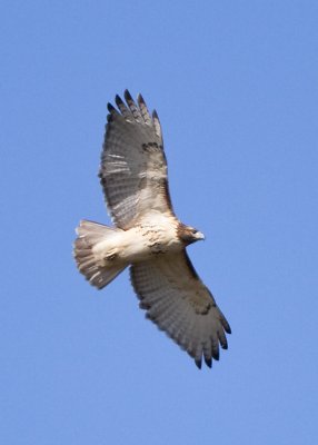 RED-TAILED HAWK