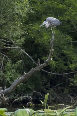 GREAT BLUE HERON, JUST BEFORE THE DIVE FOR A FISH