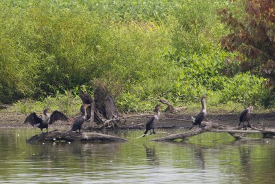 DOUBLE-CRESTED CORMORANTS