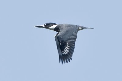 BELTED KINGFISHER