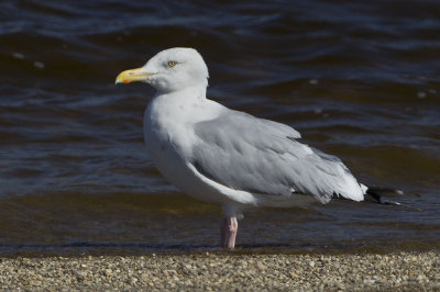 HERRING GULL