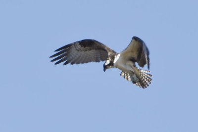 OSPREY, hovering above the lake