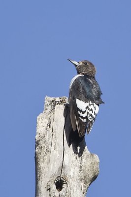 RED-HEADED WOODPECKER