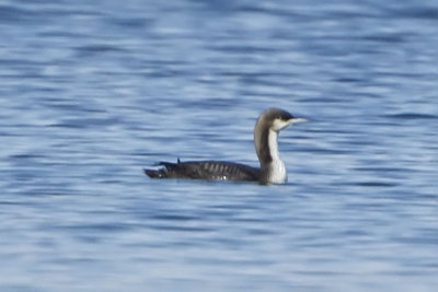 PACIFIC LOON