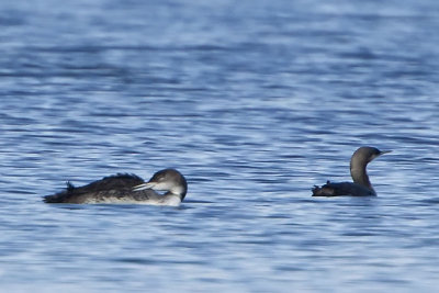 PACIFIC LOON (rt) with COMMON LOON