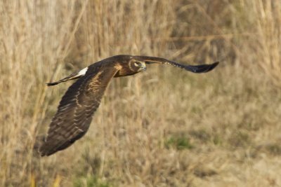 NORTHERN HARRIER