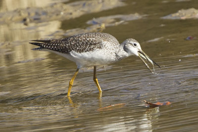 GREATER YELLOWLEGS