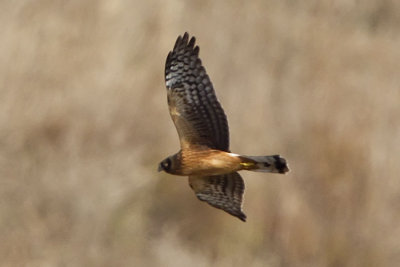 NORTHERN HARRIER