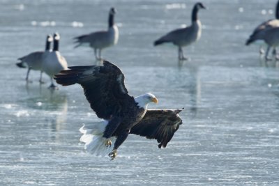 BALD EAGLE MOVES IN ON RUDDY DUCK