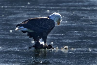 BALD EAGLE