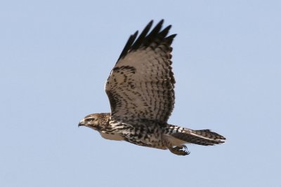 RED-TAILED HAWK