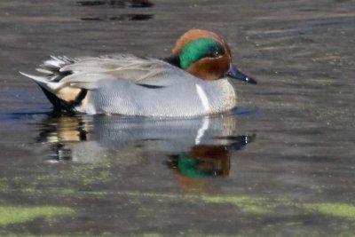 GREEN-WINGED TEAL - MALE
