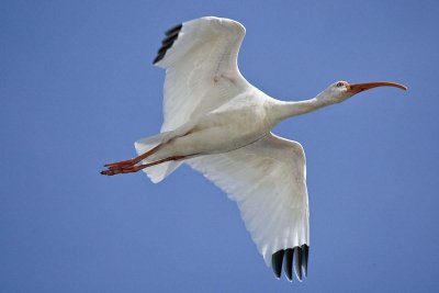 WHITE IBIS