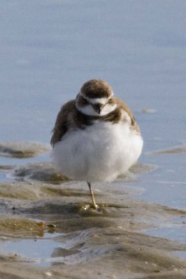 SEMIPALMATED PLOVER