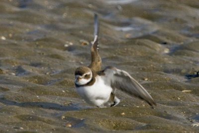 SEMIPALMATED PLOVER