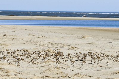 SANDERLINGS & A FEW SEMIPALMATED PLOVER
