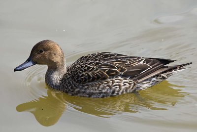 NORTHERN PINTAIL -  FEMALE