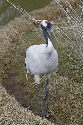 RED-CROWNED CRANE