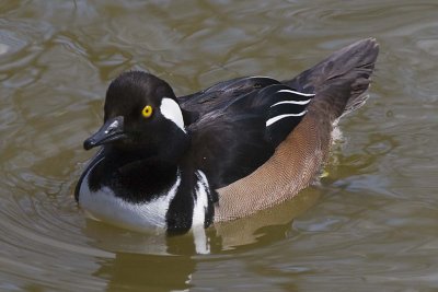 HOODED MERGANSER