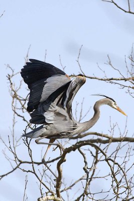 2008 - GREAT BLUE HERON  AT THE ROOKERY