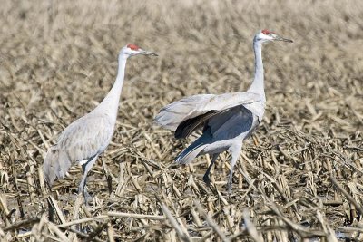 SANDHILL CRANES