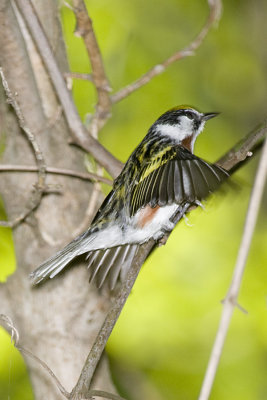 CHESTNUT-SIDED WARBLER