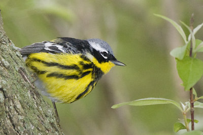 MAGNOLIA WARBLER