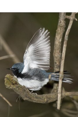 BLACK-THROATED BLUE WARBLER