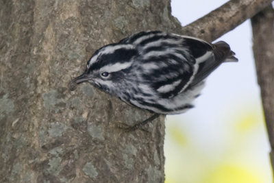 BLACK AND WHITE WARBLER