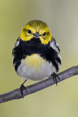 BLACK-THROATED GREEN WARBLER