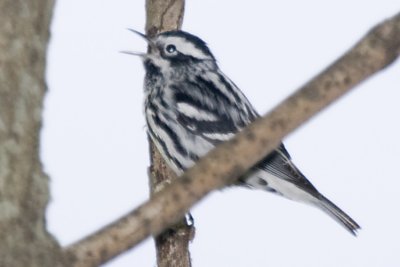 BLACK AND WHITE WARBLER